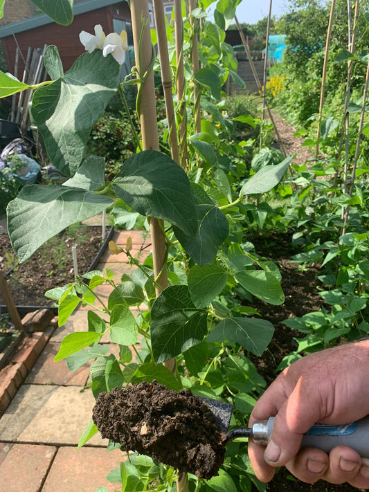 Healthy garden plants growing in soil improved with Puckamuck well-rotted horse manure.
