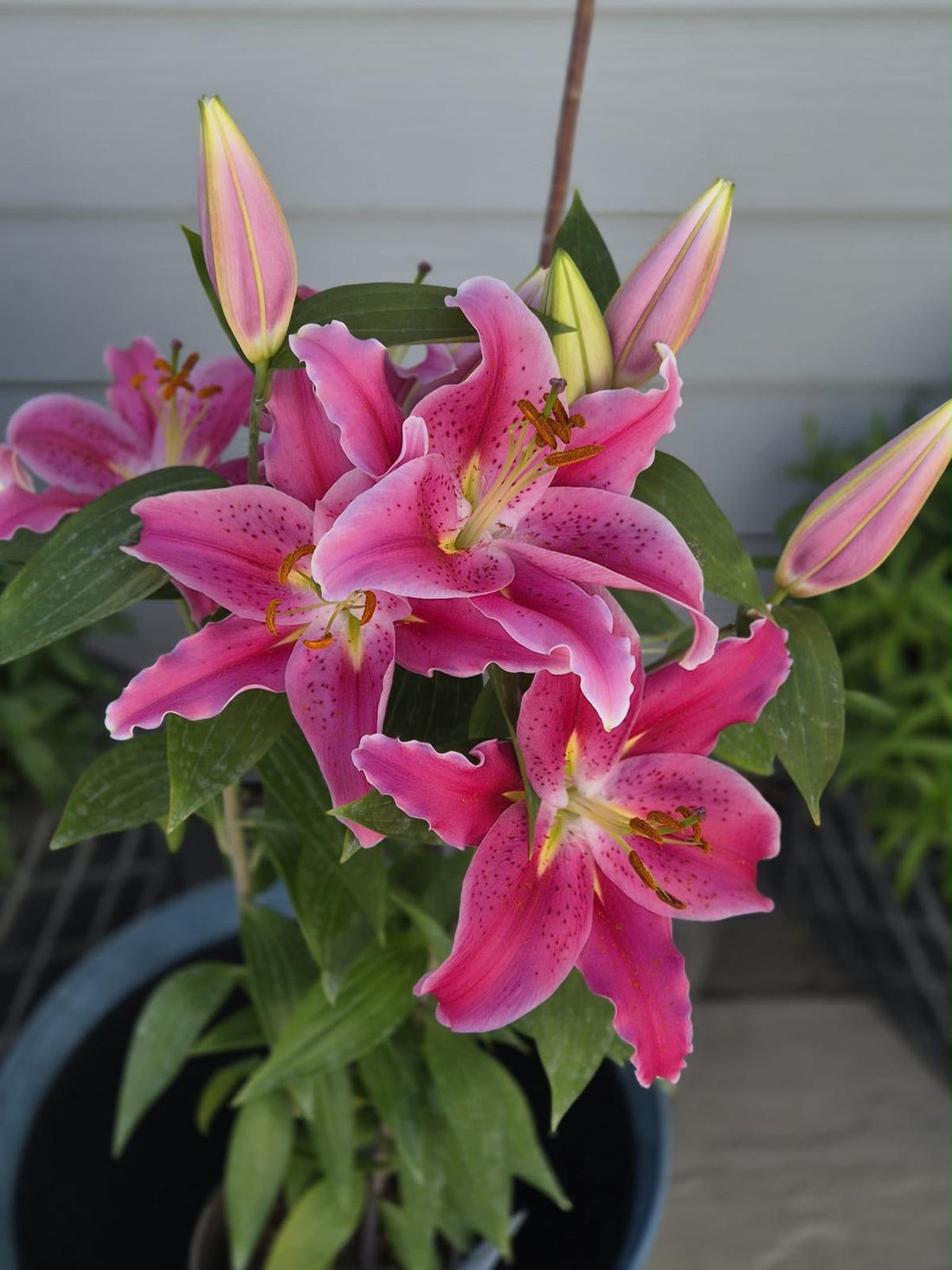 What Plants Like Puckamuck? A Simple Guide for Gardeners.
